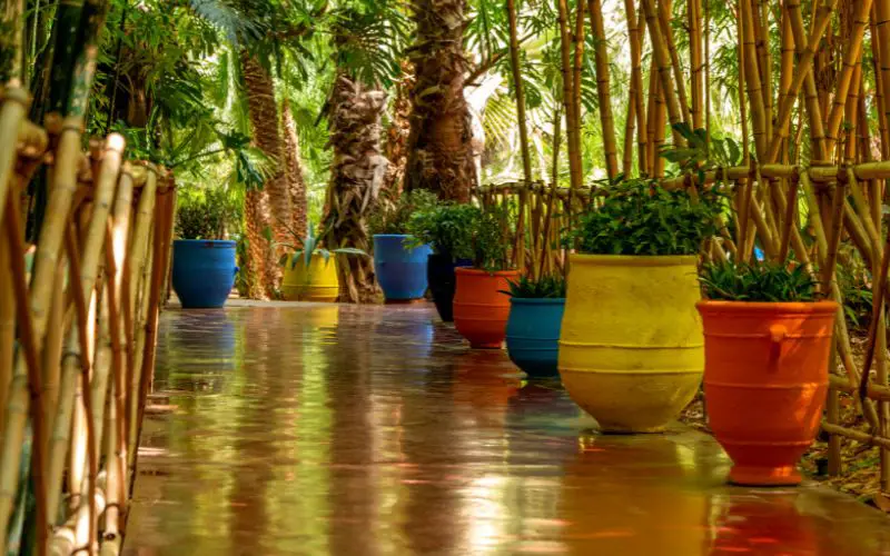 Des pots colorés et des palmiers au cœur du Jardin Majorelle