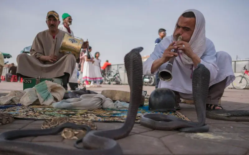 2 dresseurs de serpents sur la Place Jemaa el Fna à Marrakech