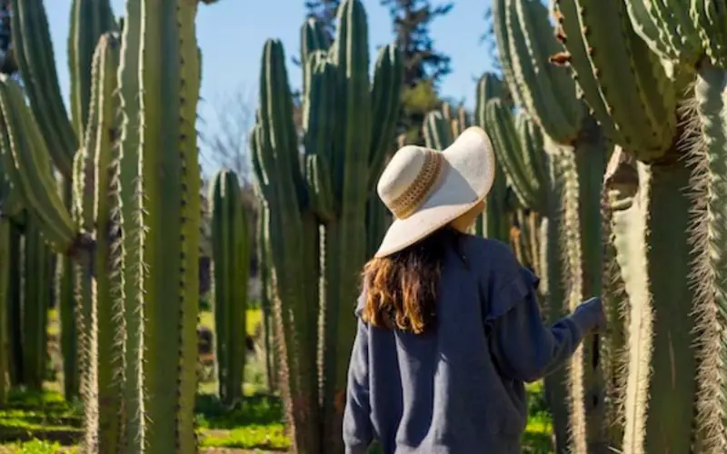Shooting photo au jardin des Cactus Thiemann, la plus grande plantation de cactus d'Afrique, près de Marrakech