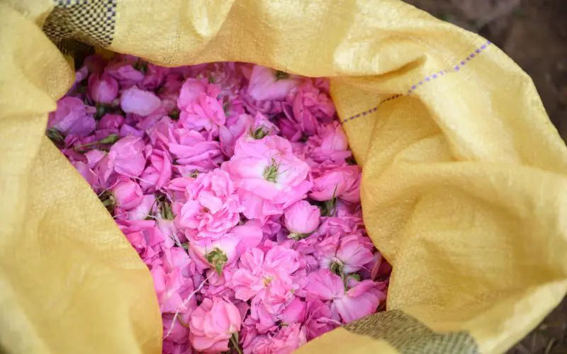 Le festival des roses de Damas près de Marrakech en mai