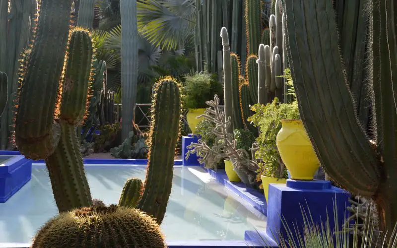 Un bassin bordé de cactus dans le Jardin Majorelle de Marrakech