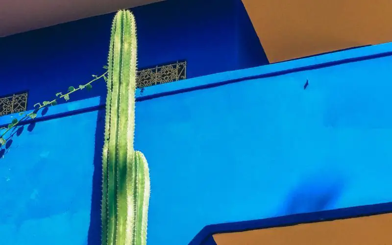 Un cactus géant près des murs bleu de la villa Majorelle de Marrakech