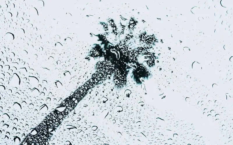 Un palmier sous le ciel gris quand il pleut à Marrakech
