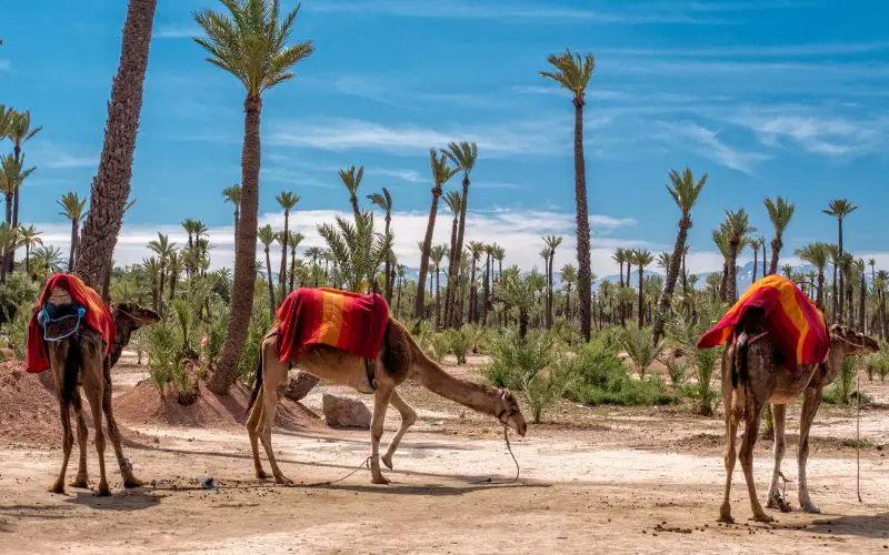 Des chameaux au coeur du quartier de la Palmeraie de Marrakech