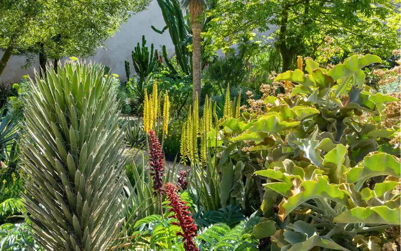 Les plantes du jardin de Marrakech