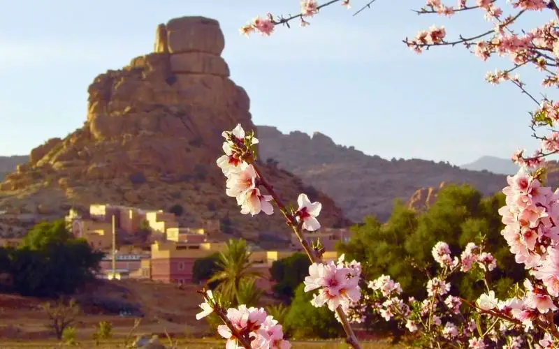 Le festival des Amandiers en fleurs au mois de février à Tafraoute